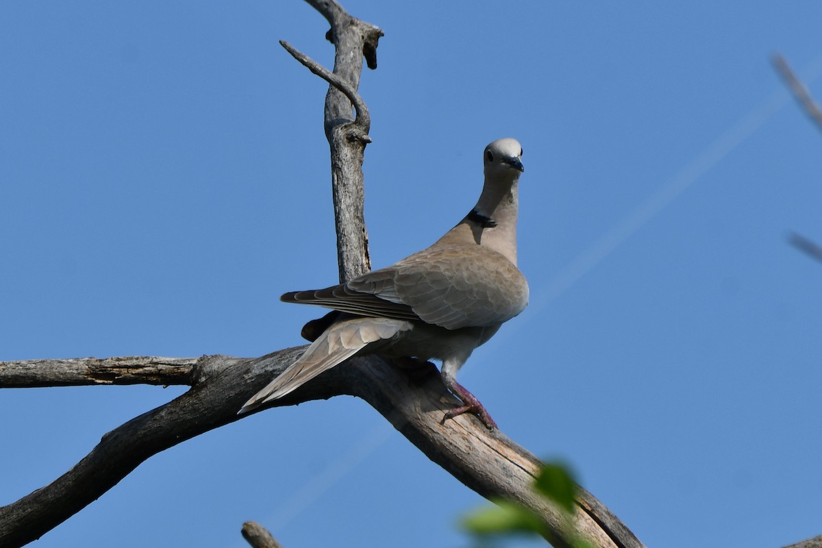 Eurasian Collared-Dove - ML618408148