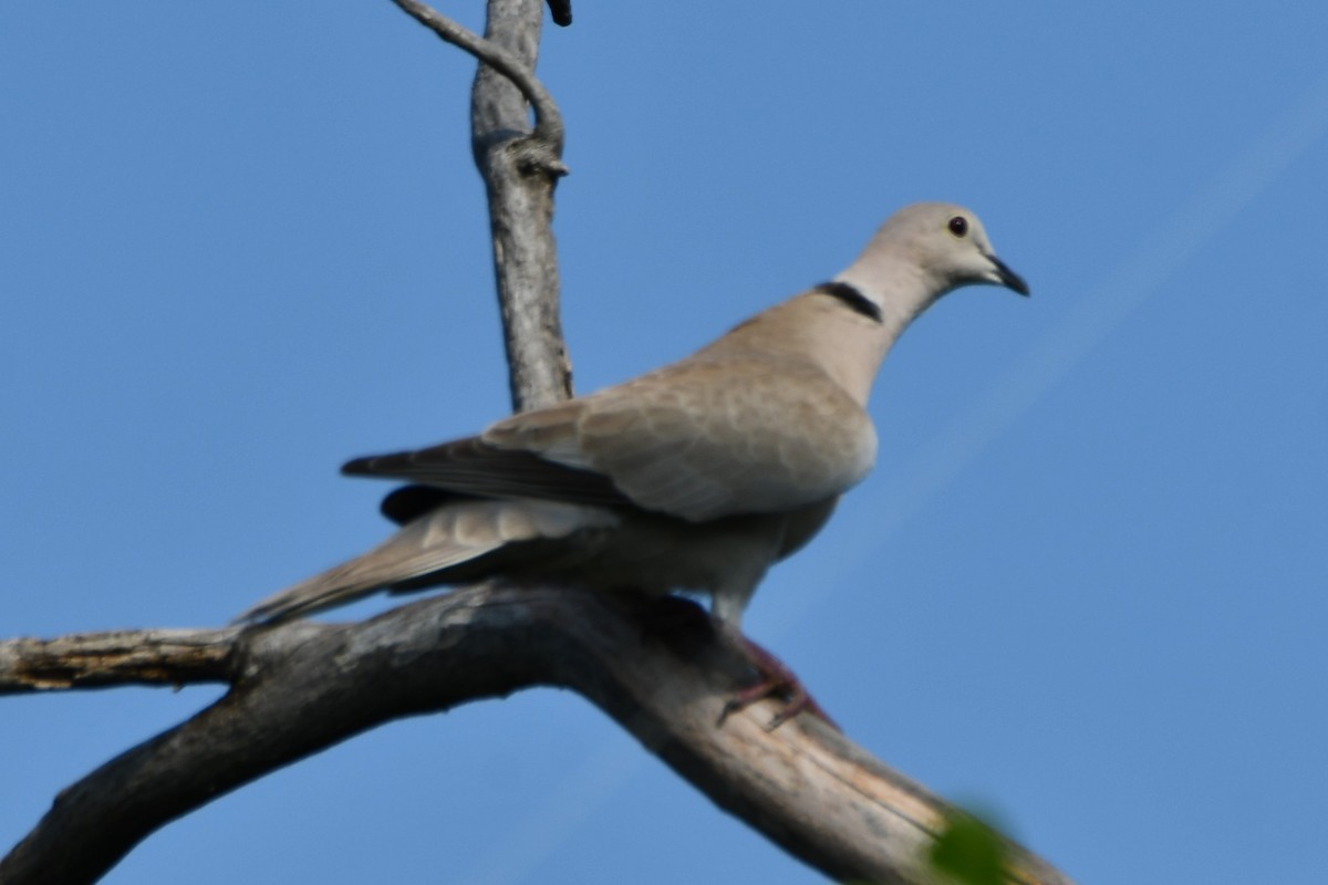 Eurasian Collared-Dove - ML618408149