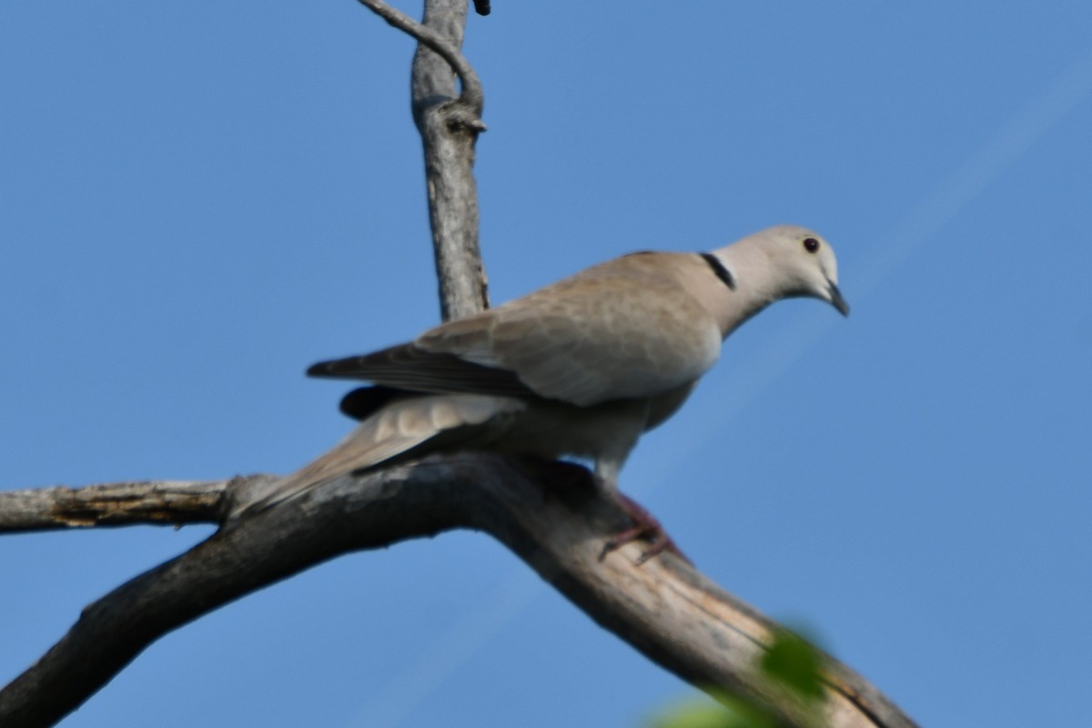 Eurasian Collared-Dove - ML618408150