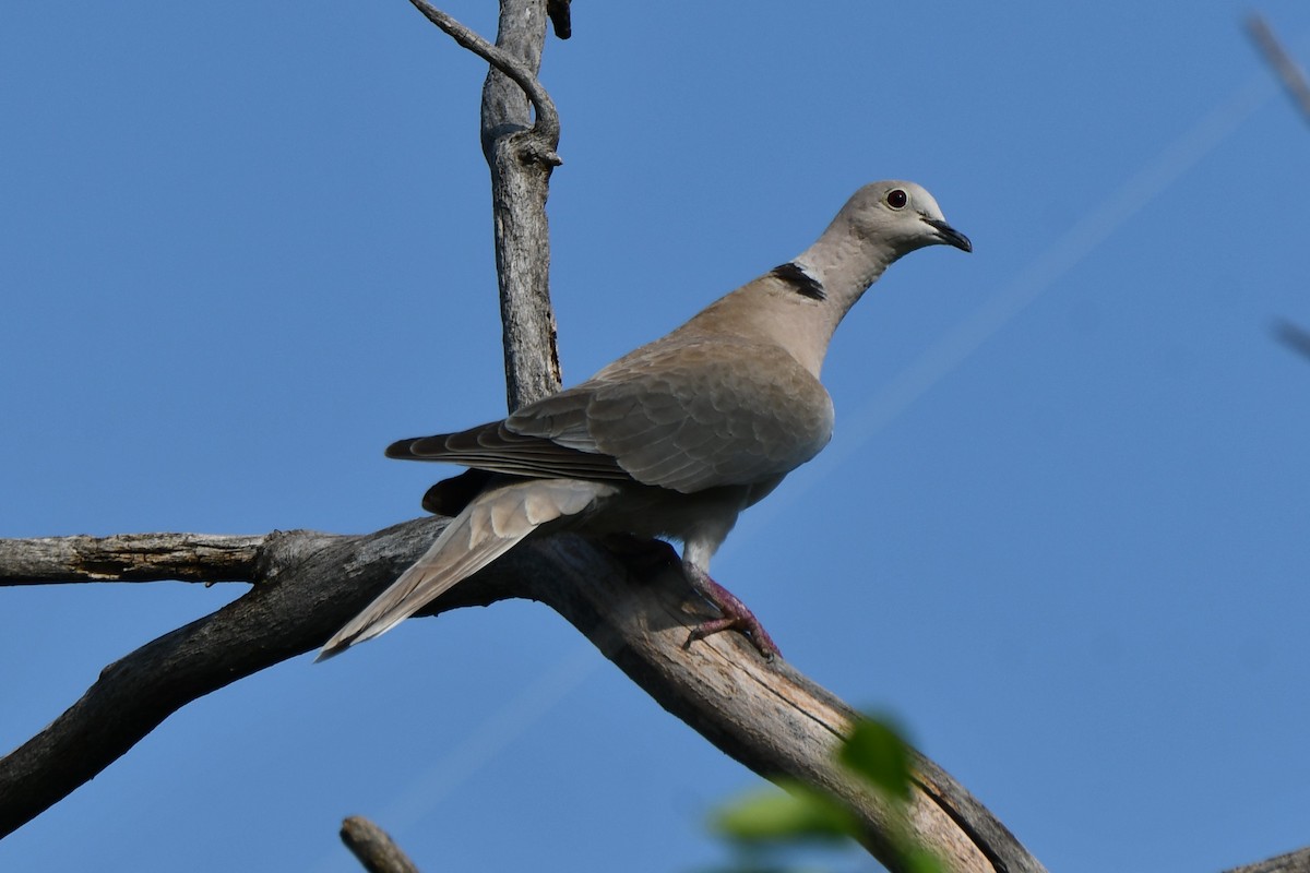 Eurasian Collared-Dove - Carmen Ricer