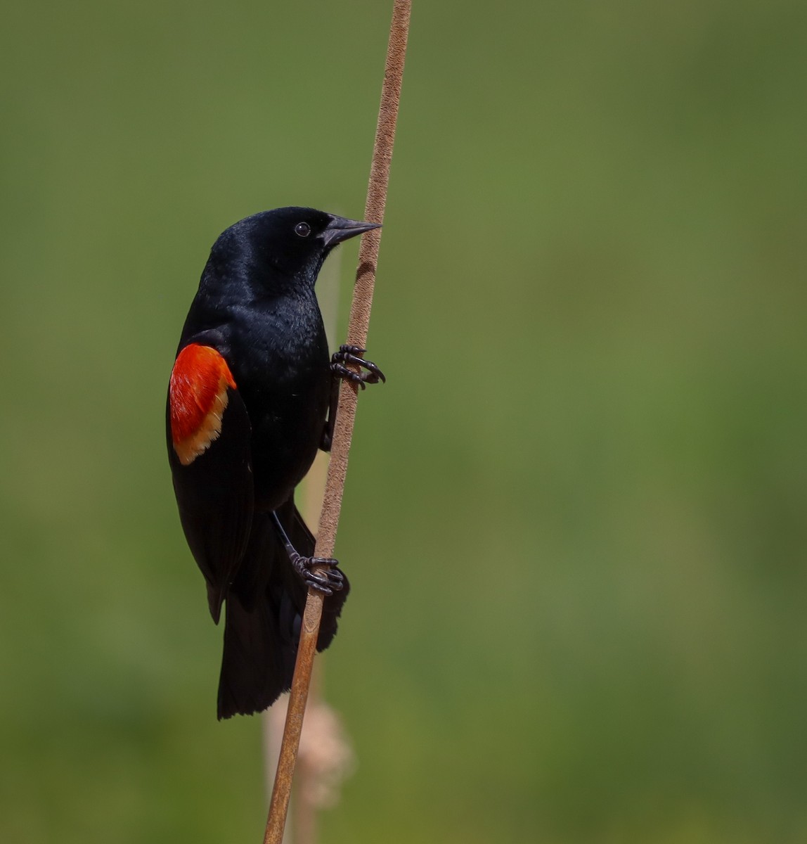 Red-winged Blackbird - ML618408175