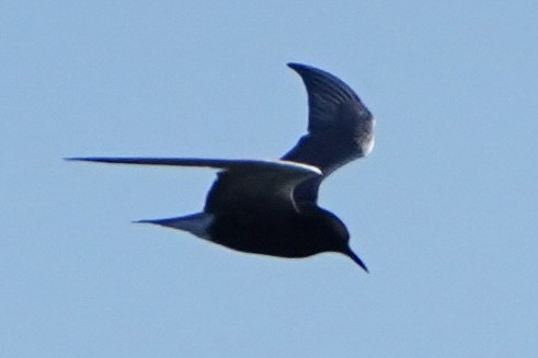 Black Tern - Kenneth Mamitsuka