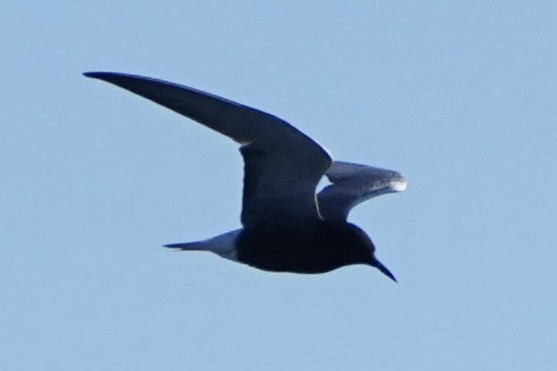 Black Tern - ML618408179