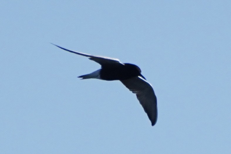 Black Tern - ML618408180