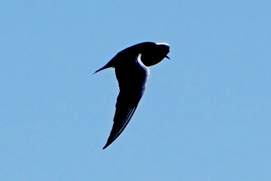 Black Tern - ML618408181