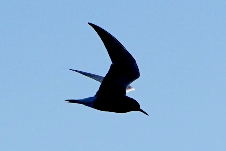 Black Tern - ML618408182