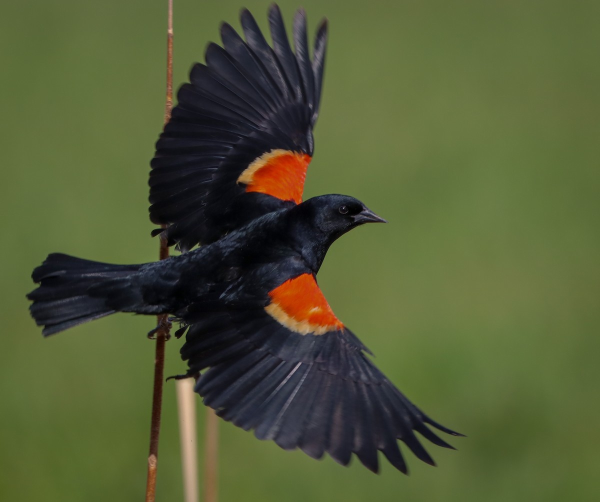 Red-winged Blackbird - ML618408183
