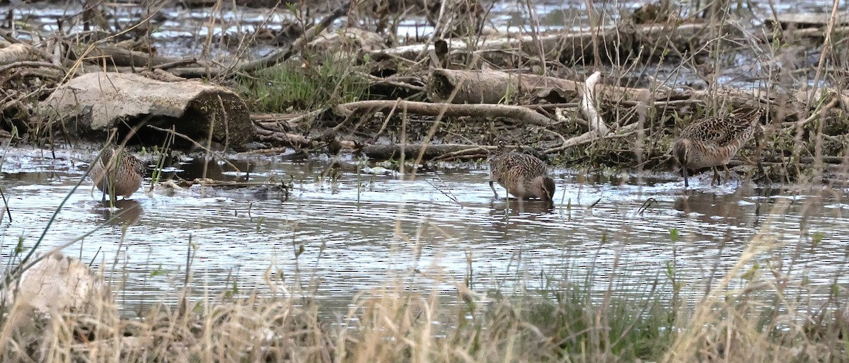 Long-billed Dowitcher - ML618408190