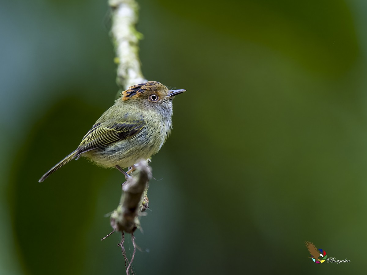 Scale-crested Pygmy-Tyrant - ML618408200