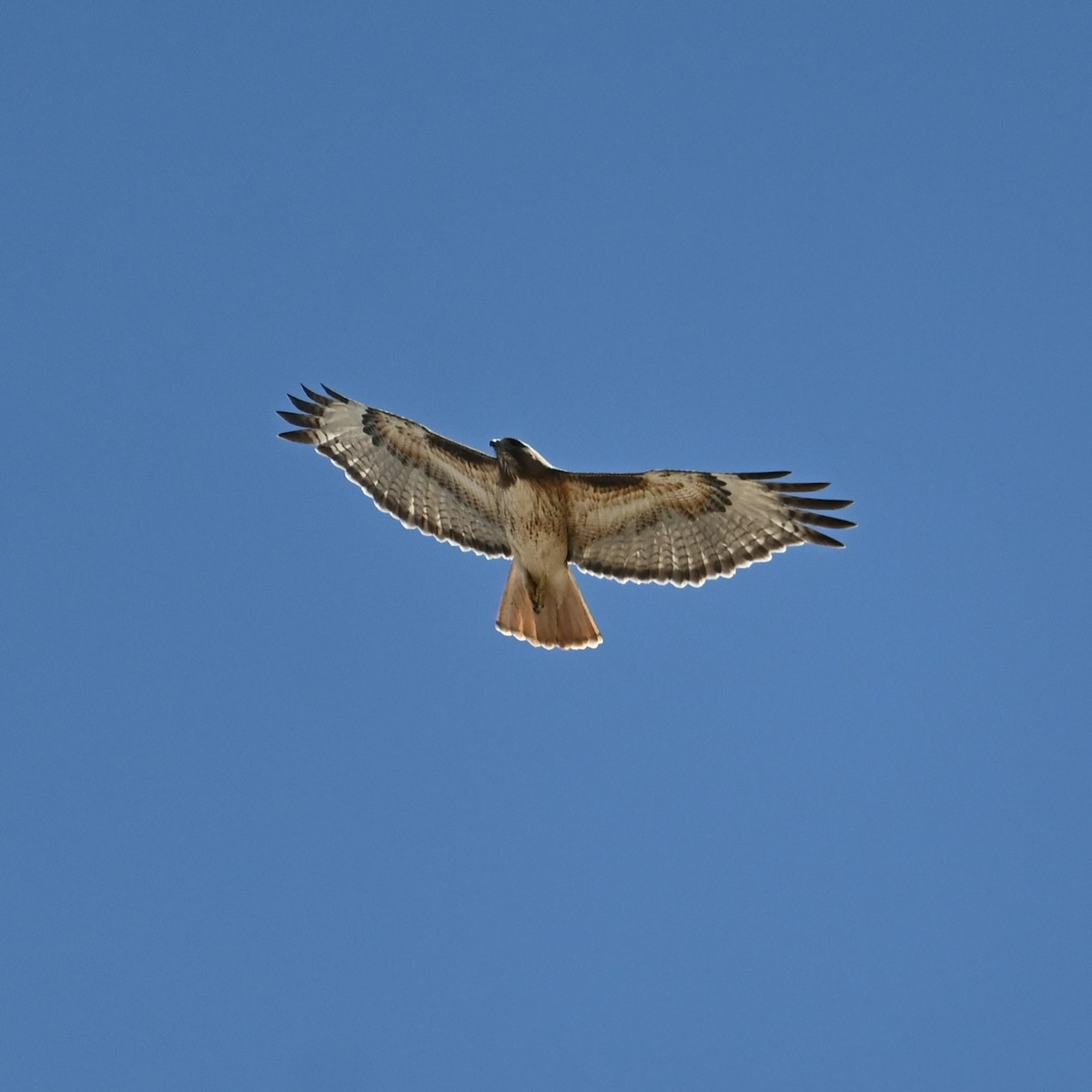 Red-tailed Hawk - ML618408245