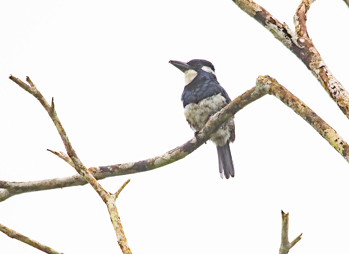 Black-breasted Puffbird - ML618408246