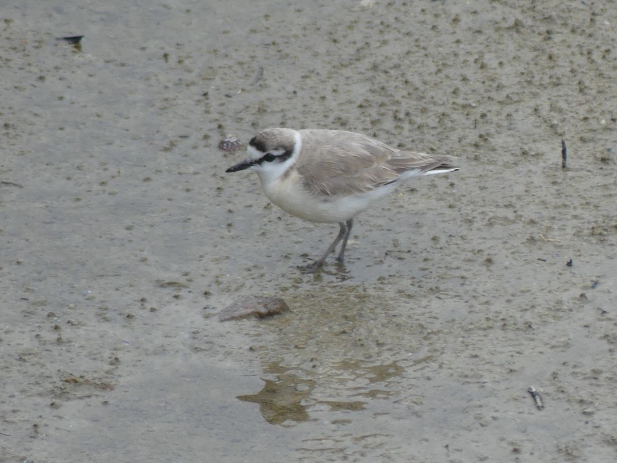 White-fronted Plover - ML618408251