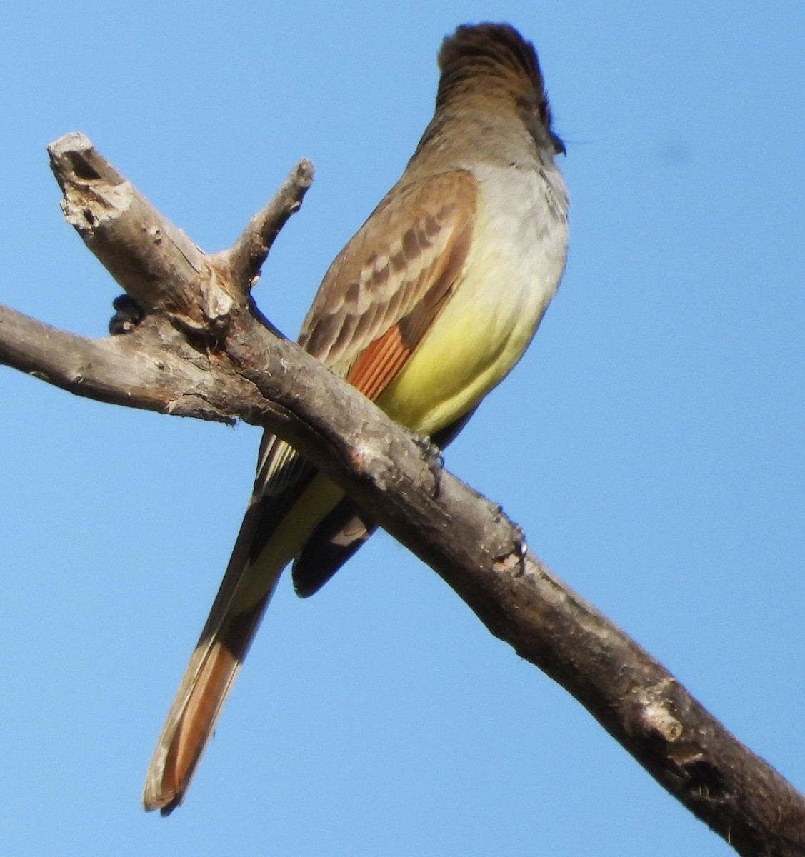Brown-crested Flycatcher - ML618408264