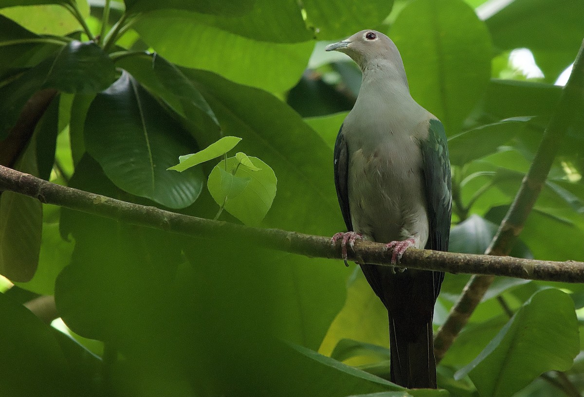 Green Imperial-Pigeon - ML618408282