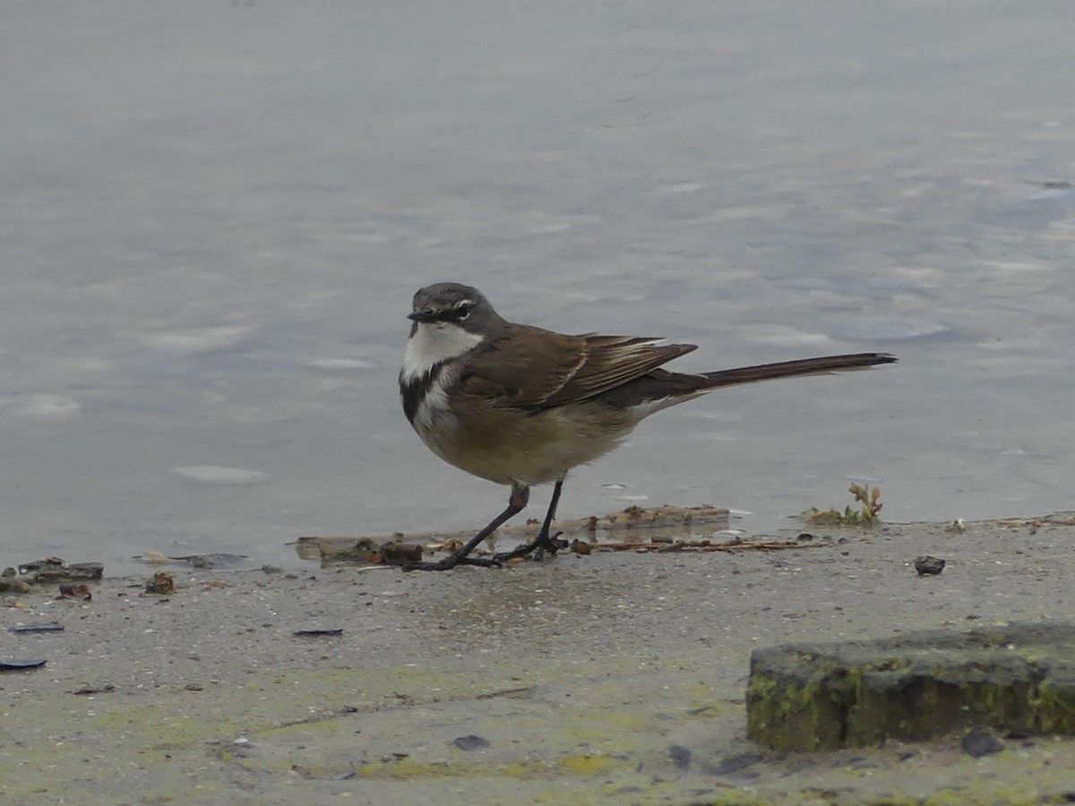 Cape Wagtail - ML618408288