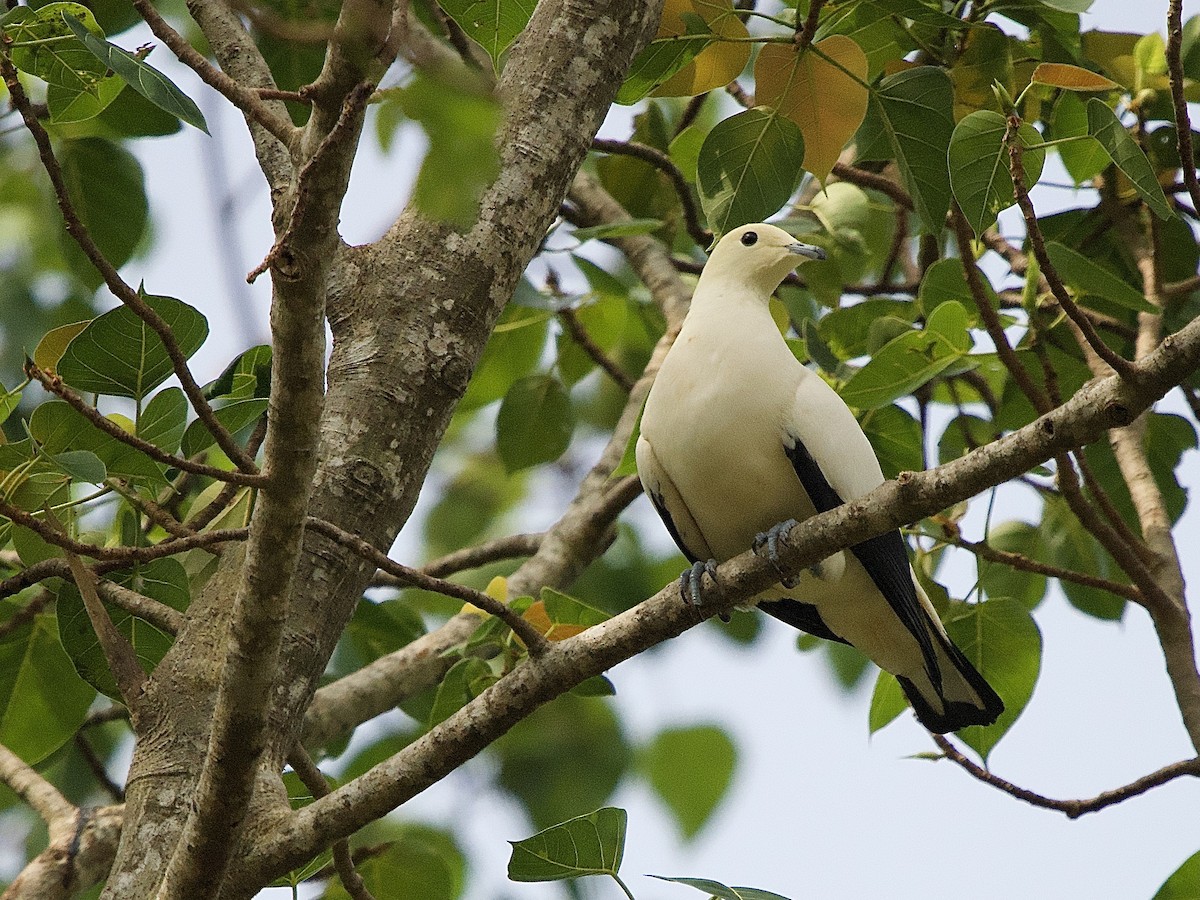 Pied Imperial-Pigeon - ML618408292