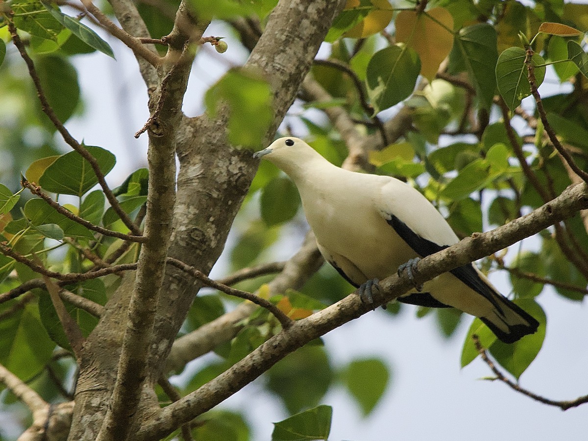 Pied Imperial-Pigeon - ML618408293