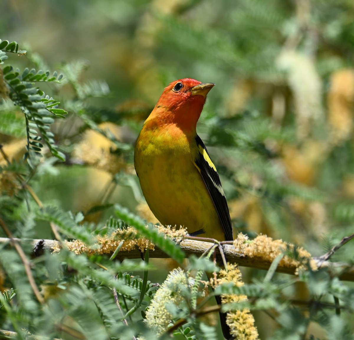 Western Tanager - ML618408302