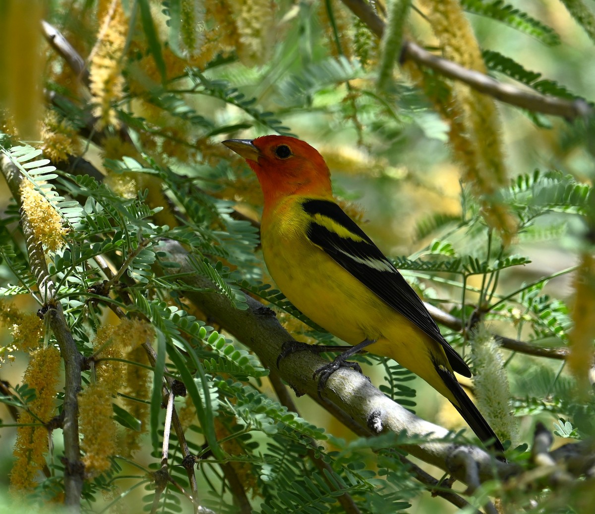 Western Tanager - ML618408305