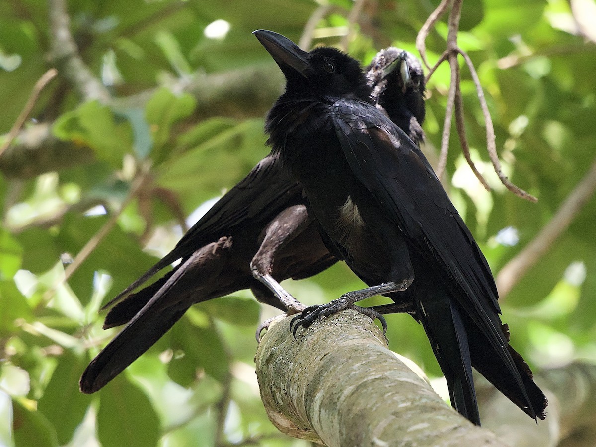 Large-billed Crow - ML618408311