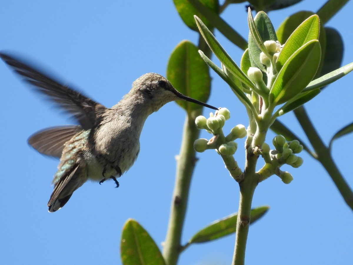 Anna's Hummingbird - ML618408331