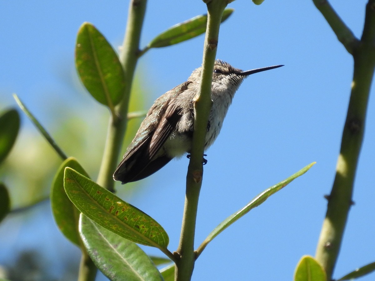 Anna's Hummingbird - ML618408332