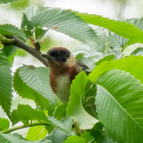 Bay-breasted Warbler - ML618408336