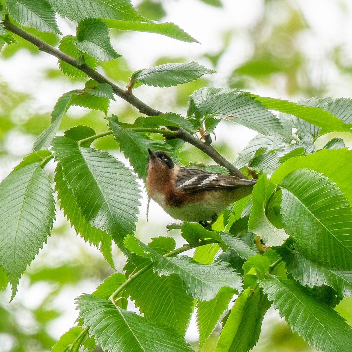 Bay-breasted Warbler - ML618408337