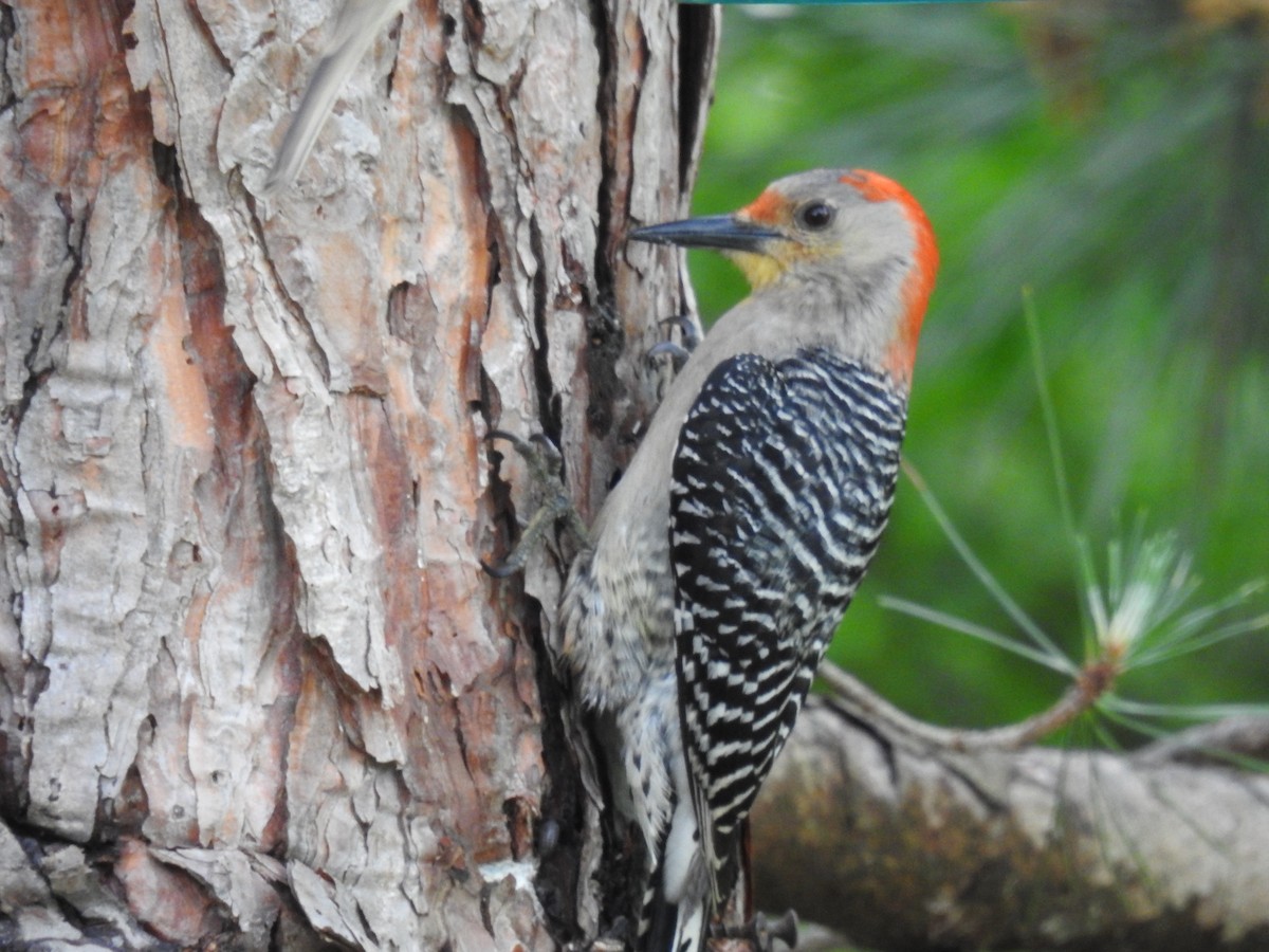 Red-bellied Woodpecker - ML618408338