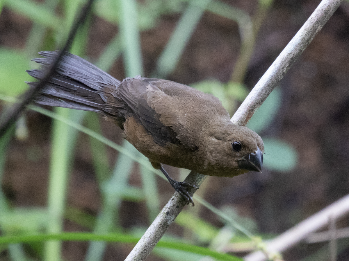 Thick-billed Seed-Finch - Alex Boas