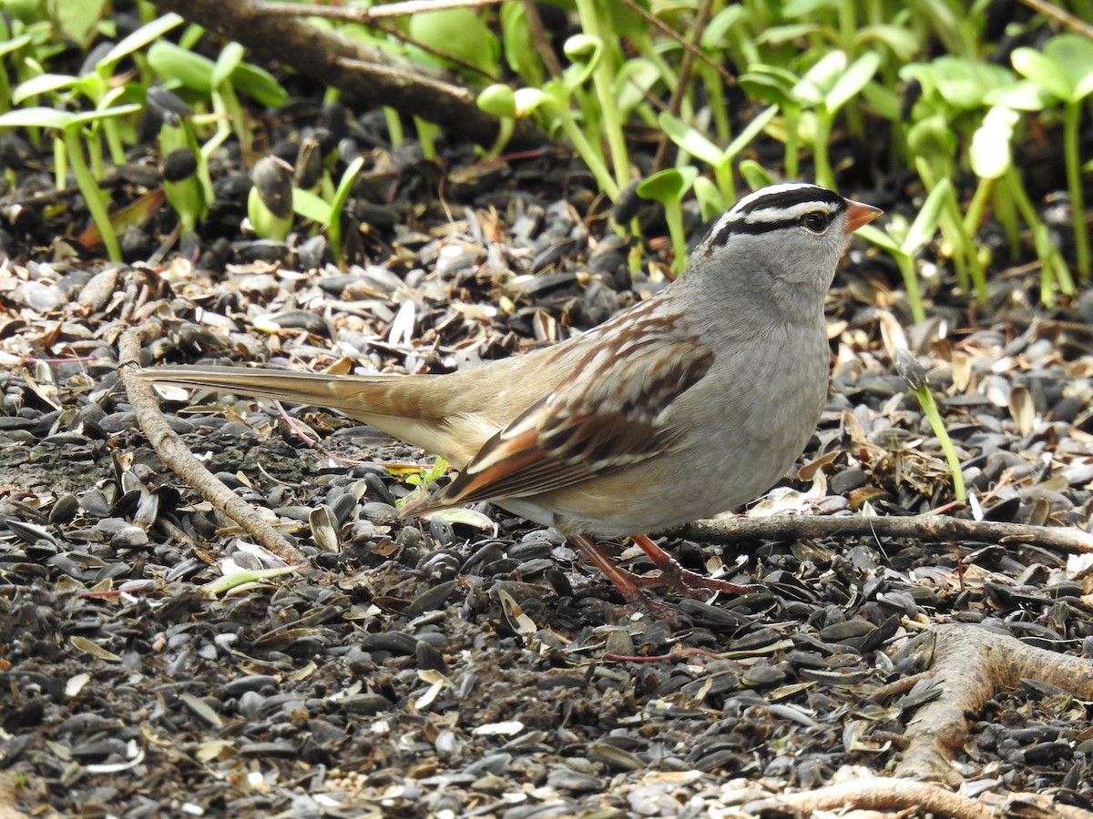 White-crowned Sparrow - ML618408376