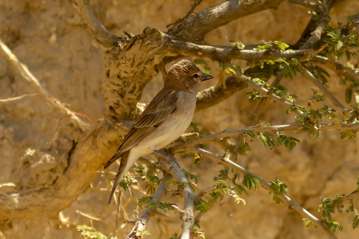 Sahel Bush Sparrow - ML618408378
