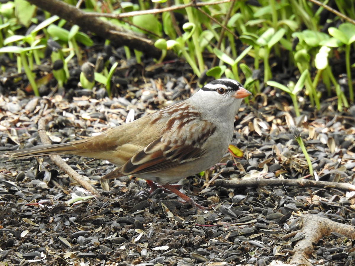 White-crowned Sparrow - ML618408381