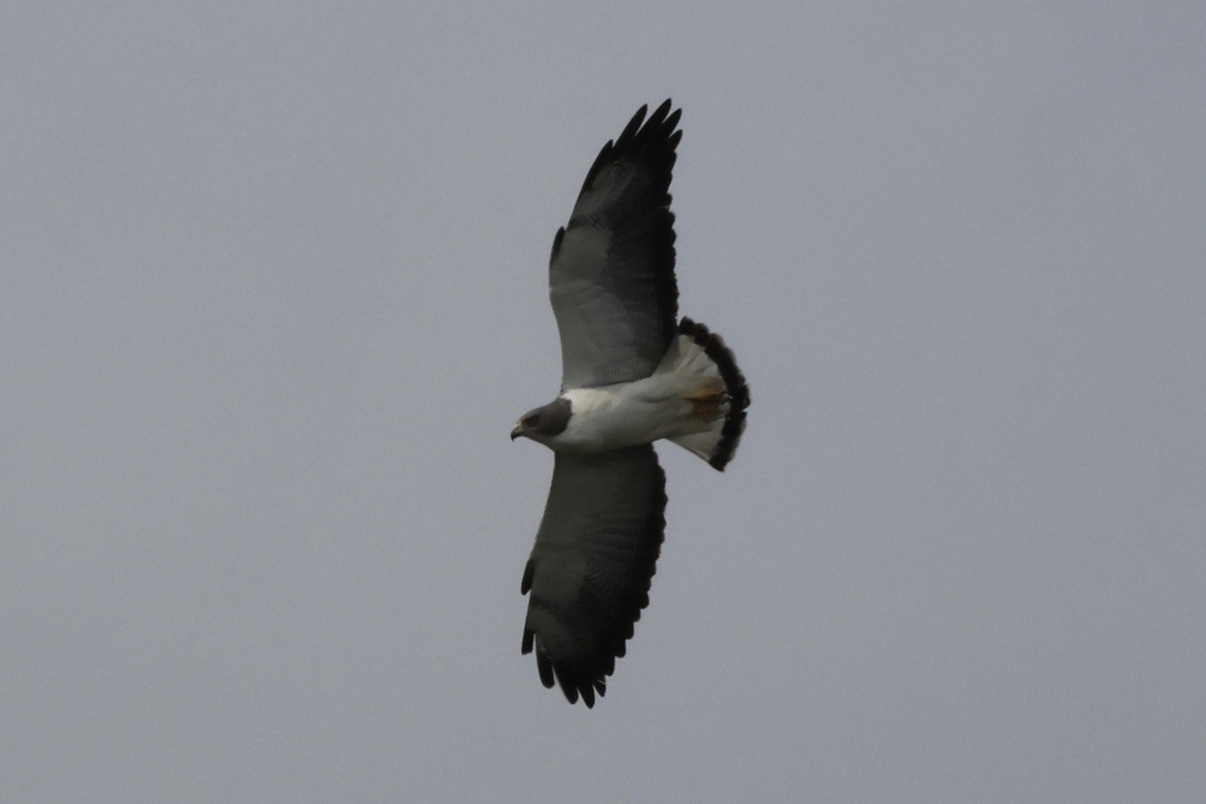 White-tailed Hawk - ML618408391