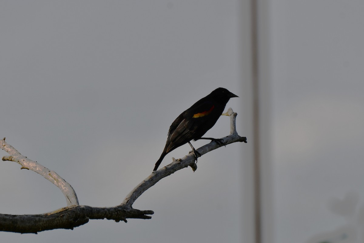 Red-winged Blackbird - ML618408415