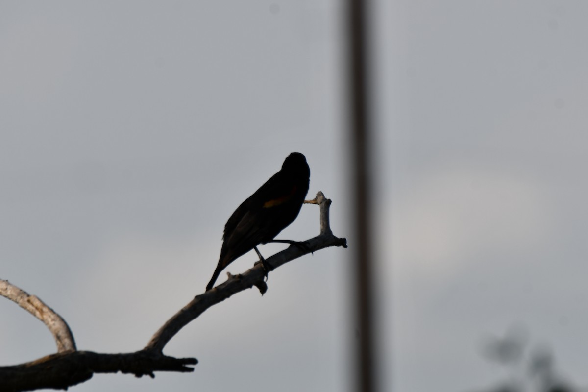 Red-winged Blackbird - ML618408416