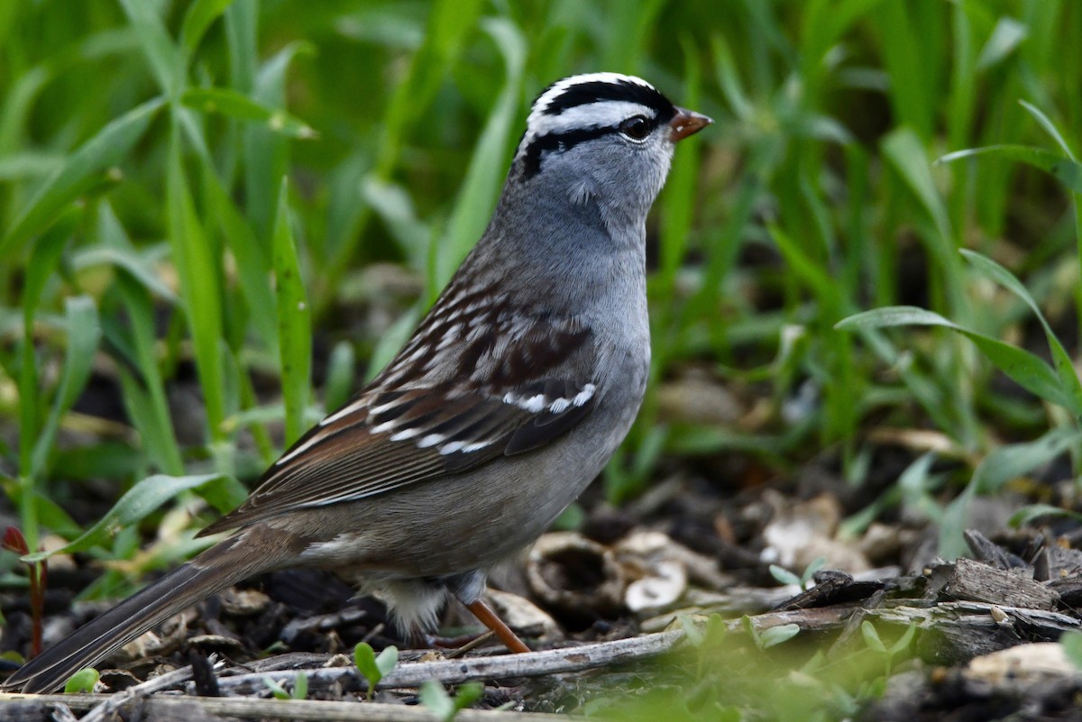 White-crowned Sparrow - ML618408418