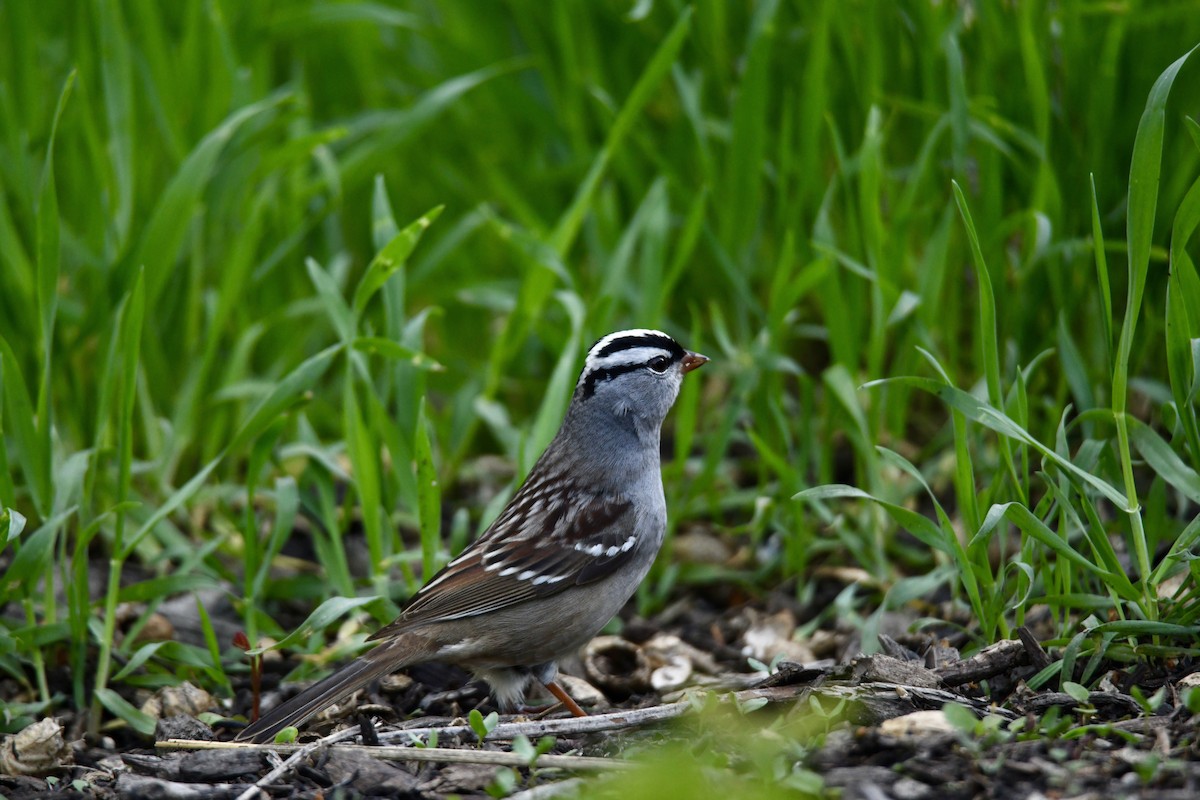 White-crowned Sparrow - Lauren Wadas