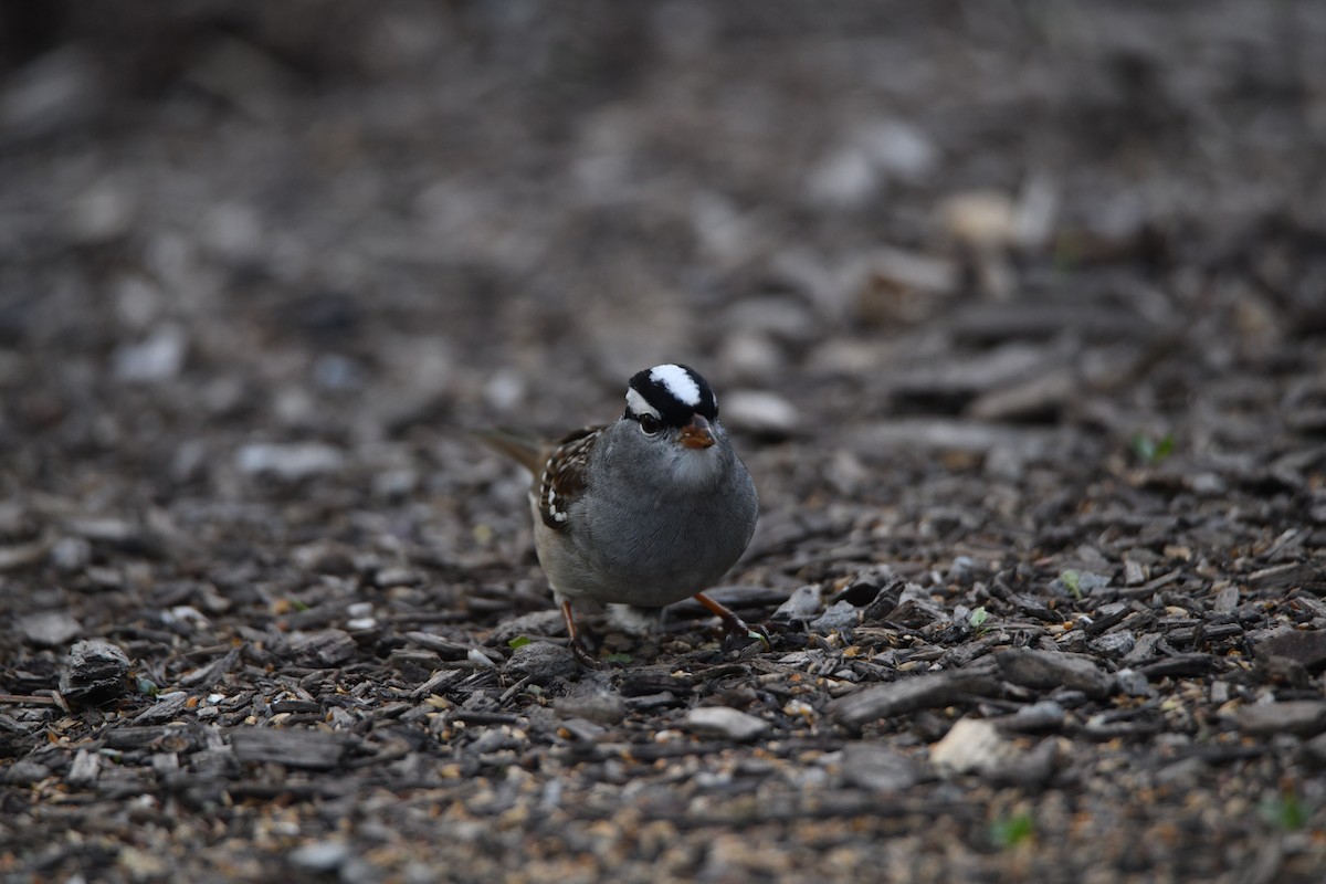 White-crowned Sparrow - ML618408422