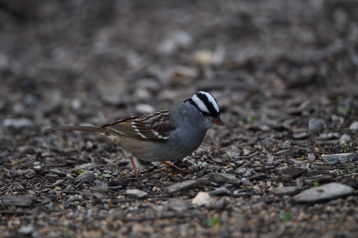White-crowned Sparrow - ML618408423