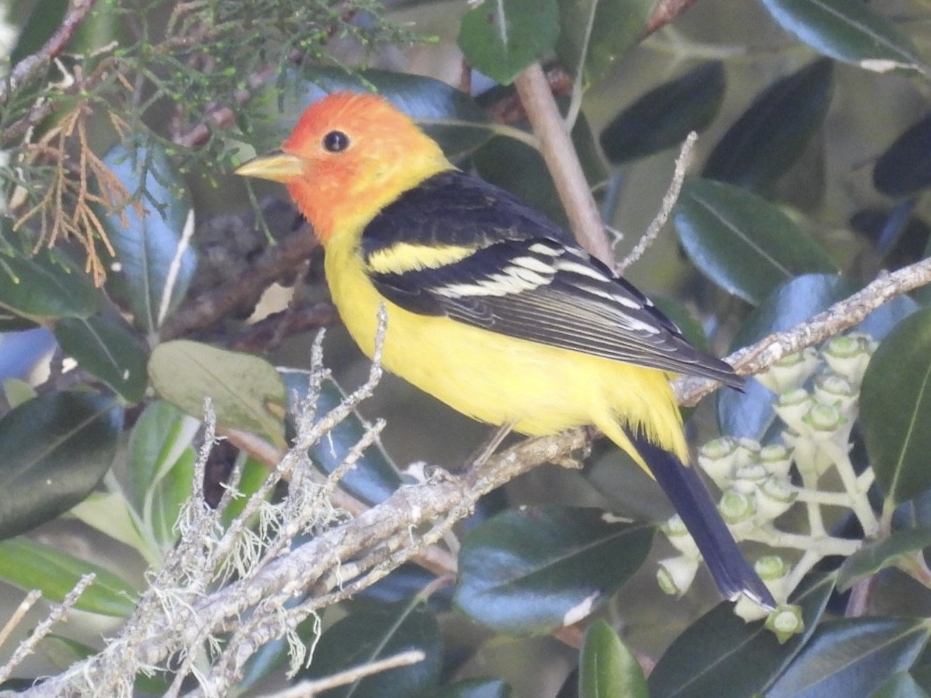 Western Tanager - ML618408424