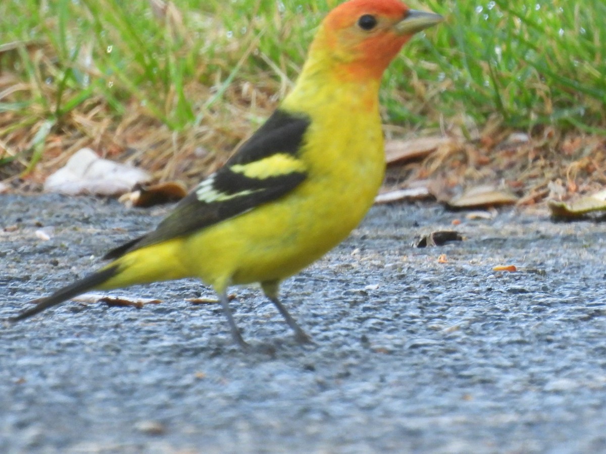 Western Tanager - ML618408425