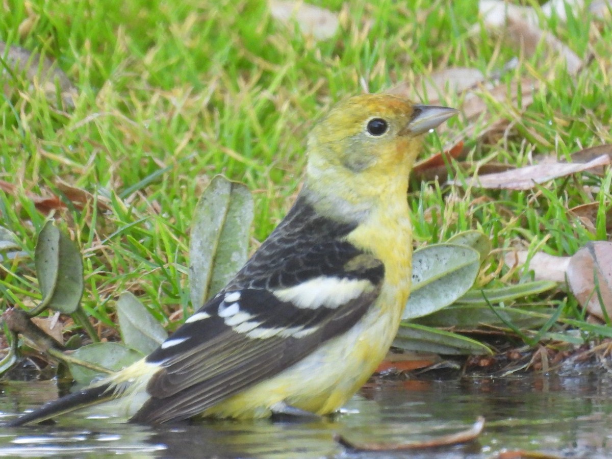 Western Tanager - ML618408426