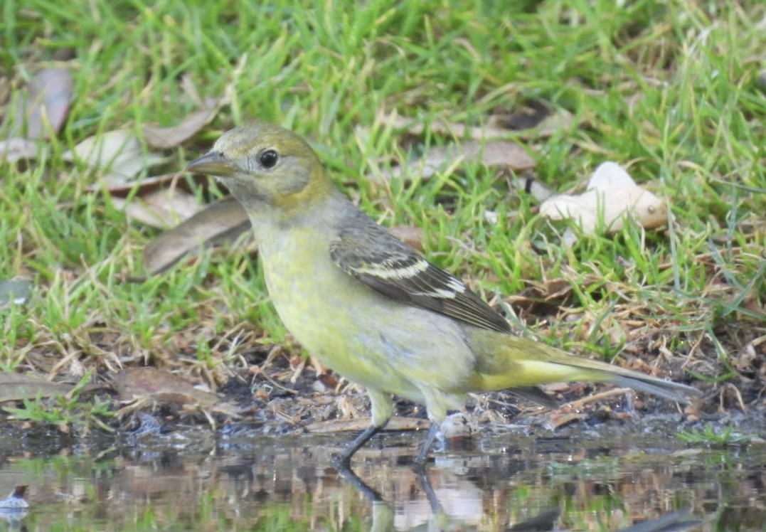 Western Tanager - ML618408427