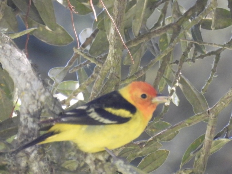 Western Tanager - ML618408428