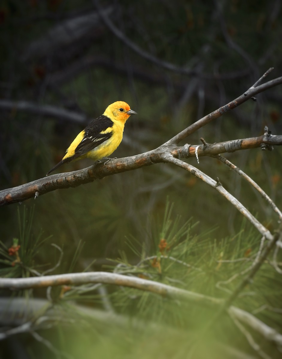 Western Tanager - ML618408439