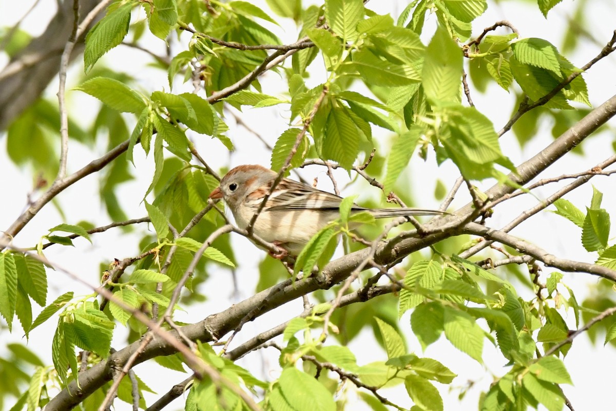 Field Sparrow - ML618408440