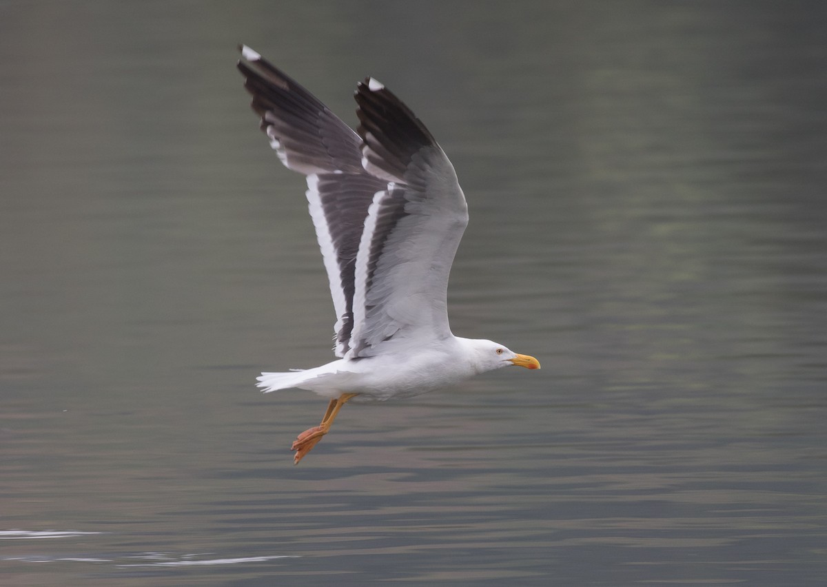 Yellow-footed Gull - ML618408464