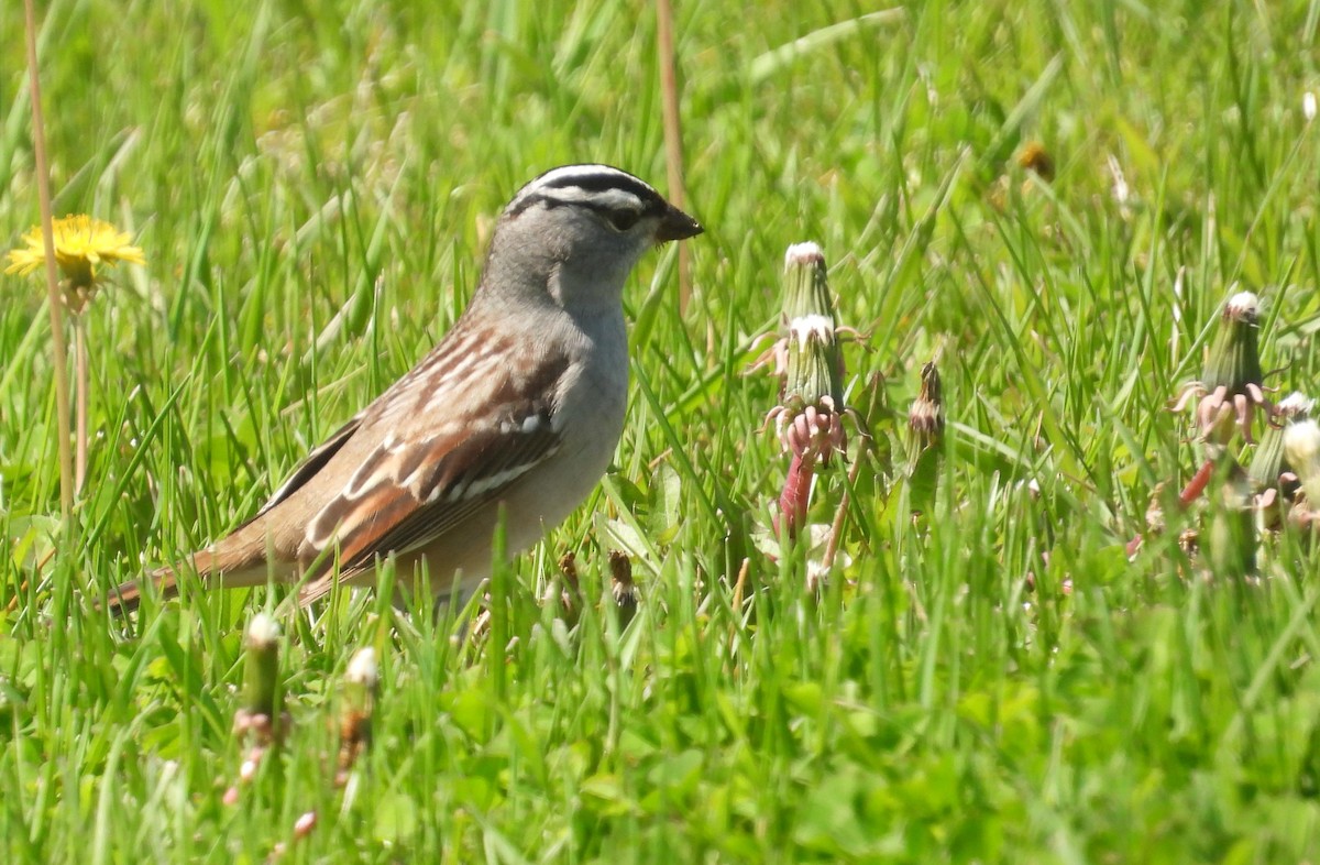 White-crowned Sparrow - ML618408467