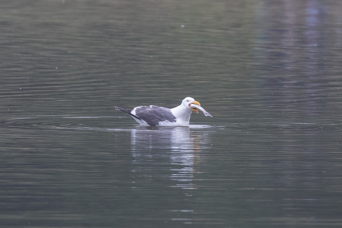 Yellow-footed Gull - ML618408472